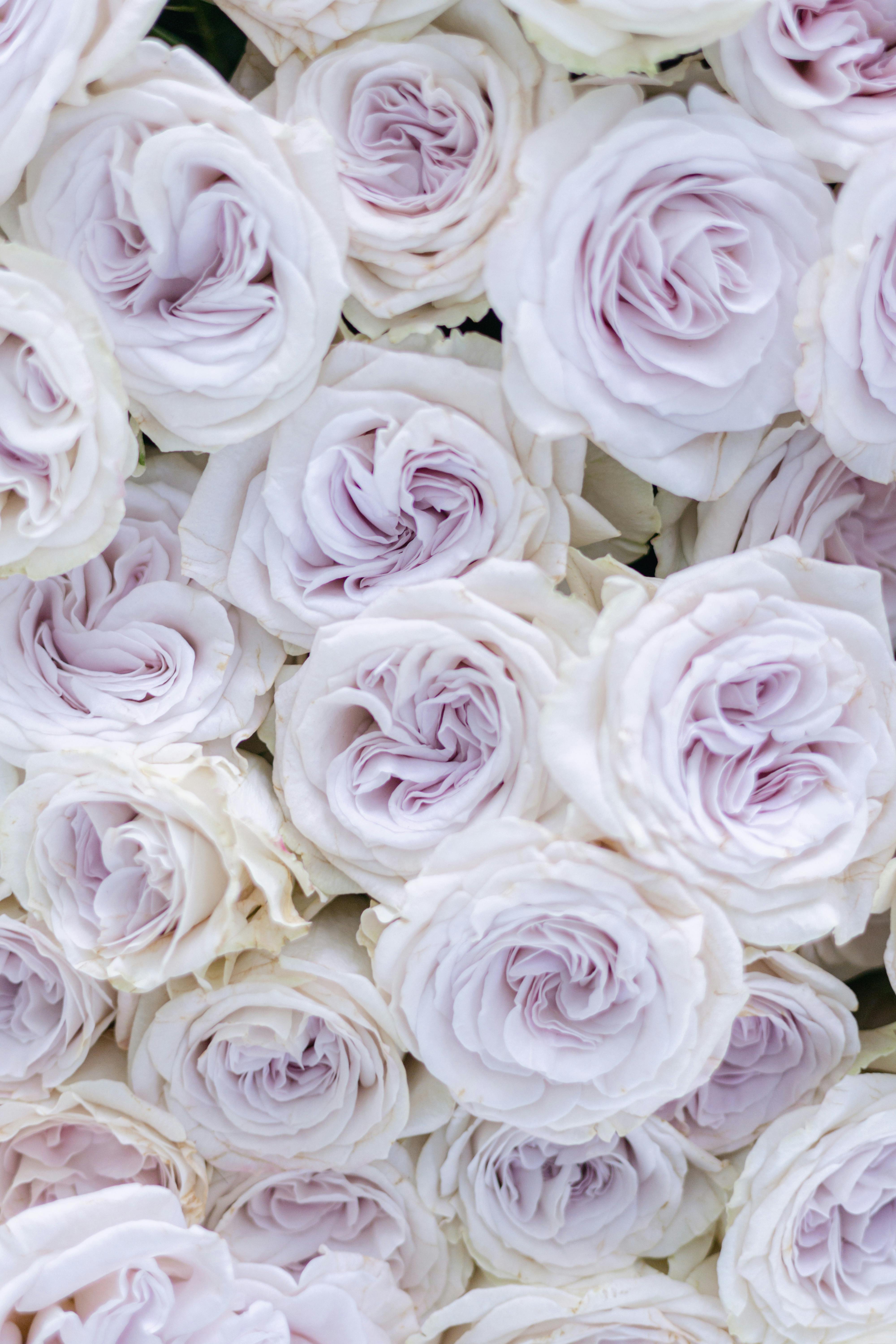 Gartenrosen in Creme und Rosé